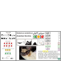 گونه خفاش سروتین آناتولی Anatolian Serotine 